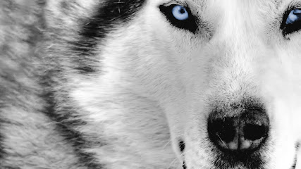 Wolfe Lawyers