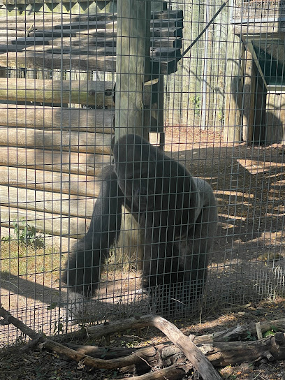 Western Lowland Gorilla Exhibit