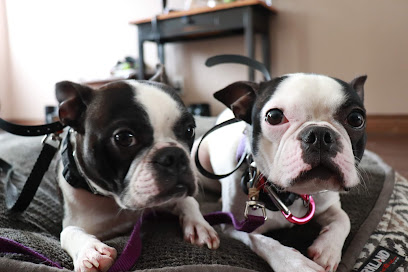 Forward dog training