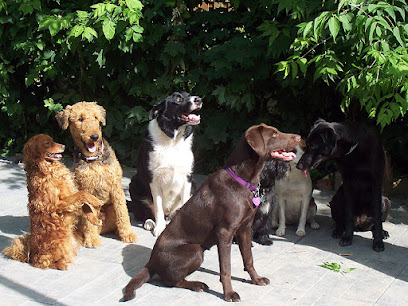 Mellow Vibes Dog Training