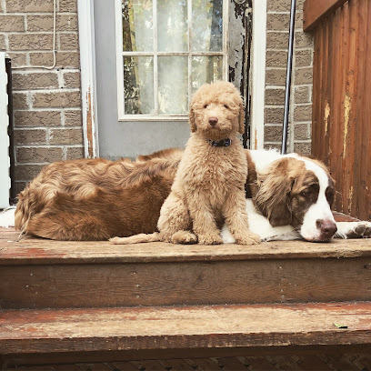 Healthy Houndz Dog Services