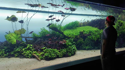 Next Gen Aquatics